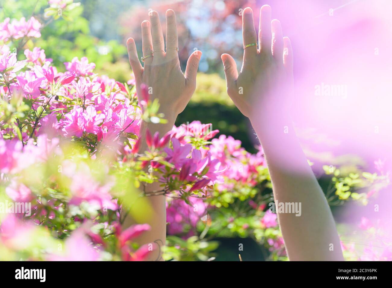 Female hands among pink flowers Stock Photo