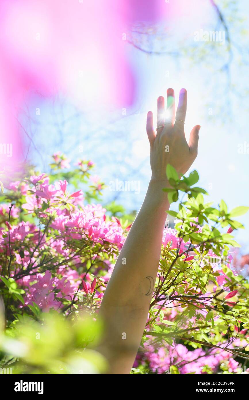 Female hand among pink flowers Stock Photo