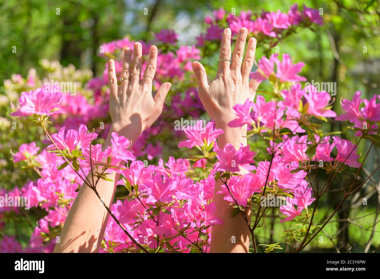 Female hands among pink flowers Stock Photo