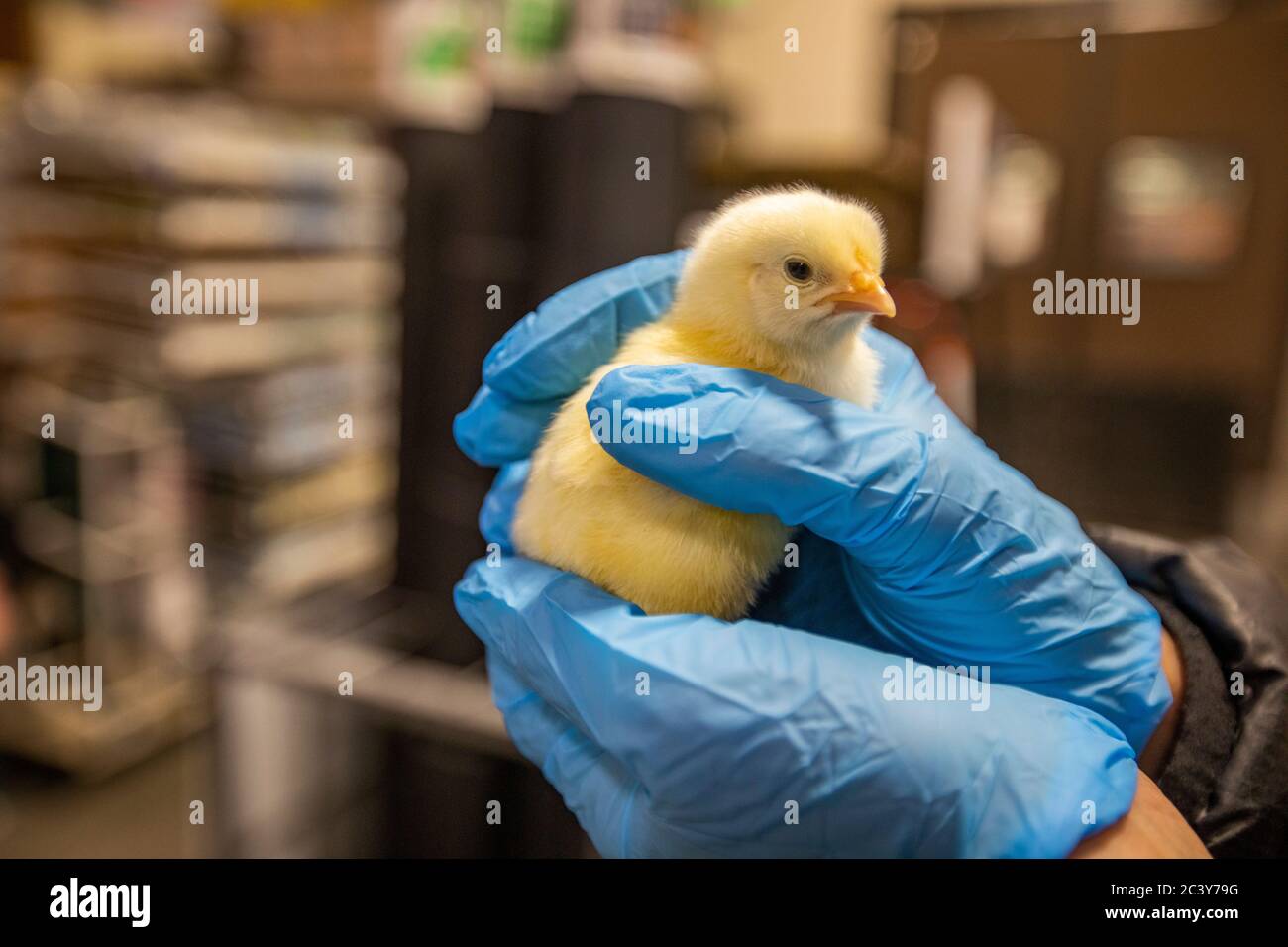 Person in latex gloves holding small chicken Stock Photo