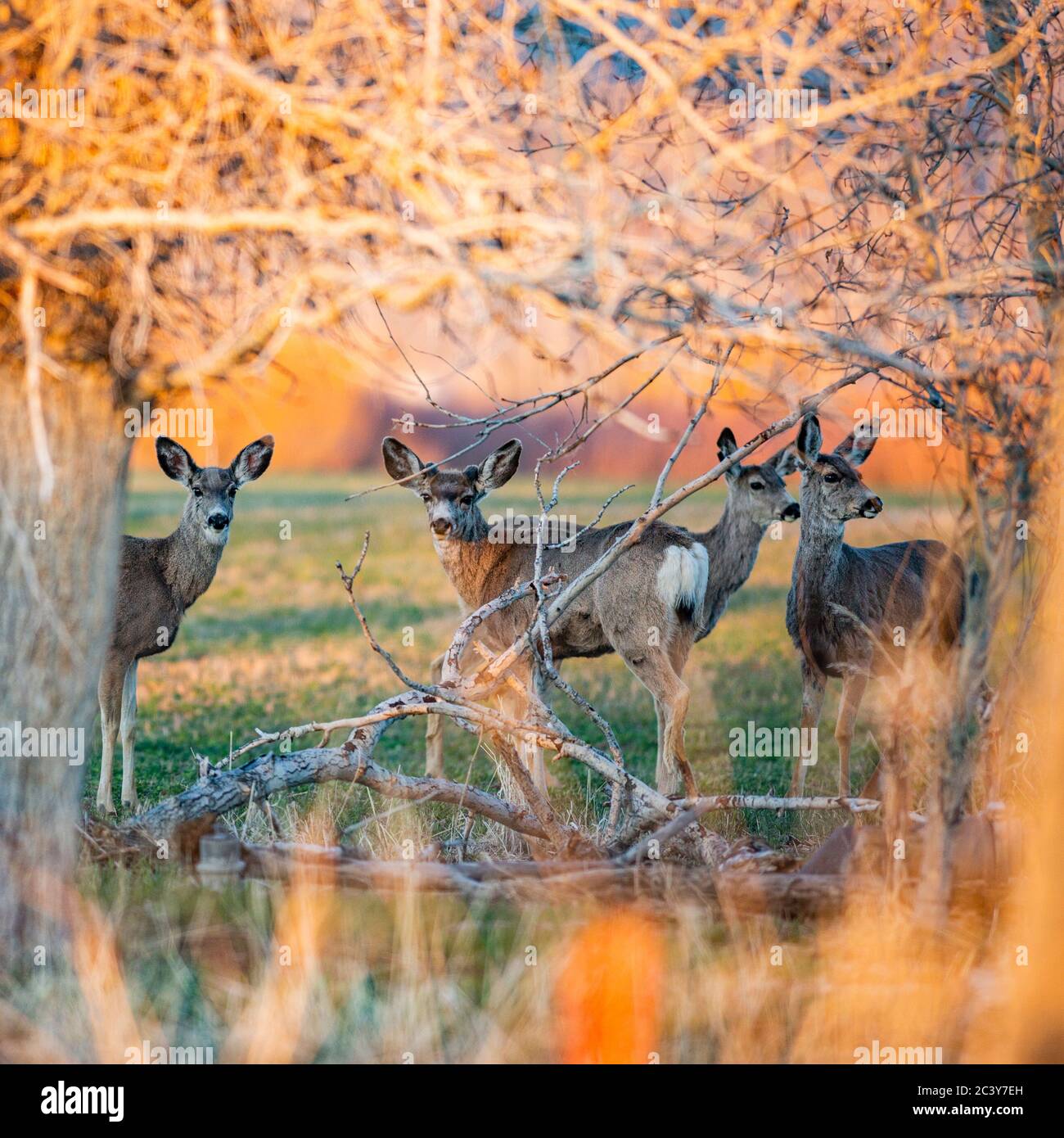 USA, Idaho, Picabo, Herd of deer in field Stock Photo