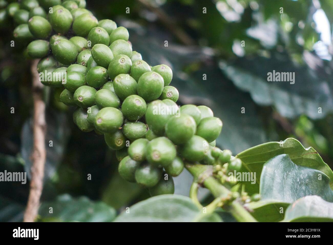 Usa agriculture beans hires stock photography and images Alamy