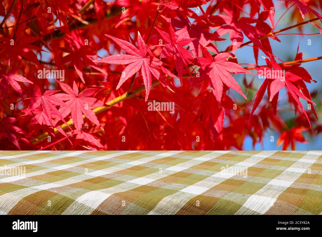 Picnic table with fully red Japanese maple tree garden in autumn. Wood shelf for product display. Stock Photo