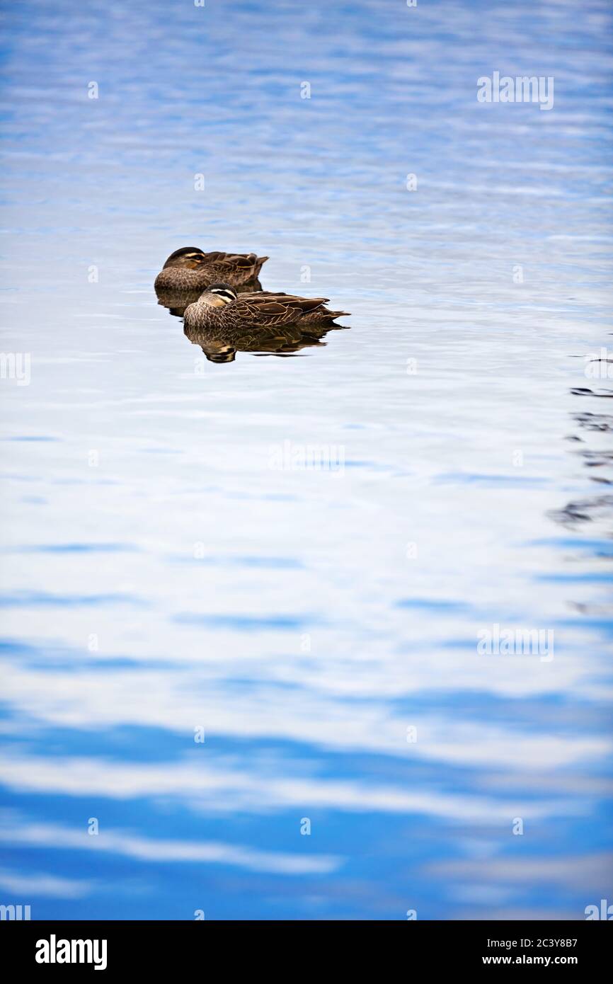 Birds / Pacific Black Ducks floating on Lake Wendouree in Ballarat