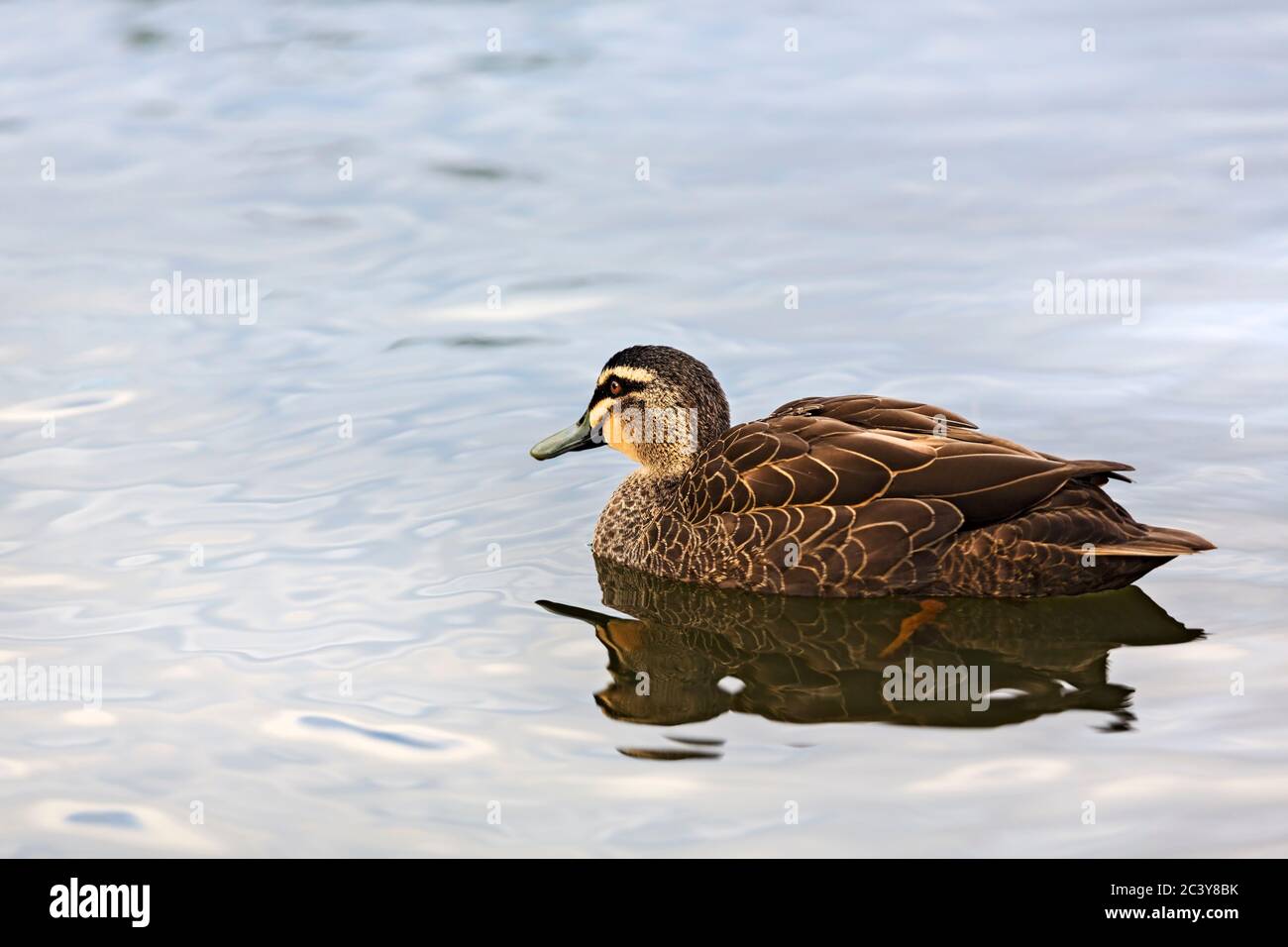 Australian duck species hires stock photography and images Alamy