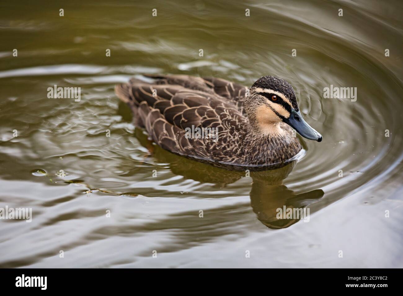 Birds / Pacific Black Duck paddling on Lake Wendouree in Ballarat Victoria Australia Stock Photo