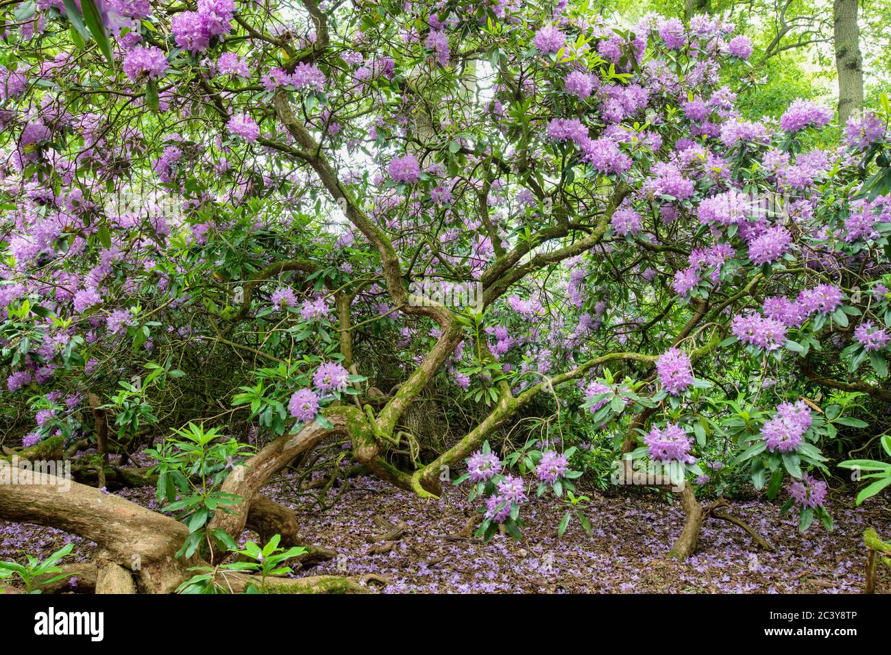 Rhododendron ponticum. Inside a Pontic Rhododendron bush thats flowering in june. UK.  Flowering Azalea Stock Photo
