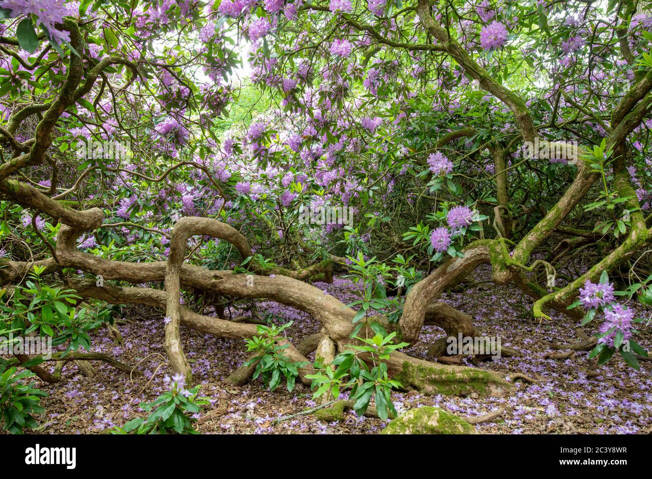Rhododendron ponticum. Inside a Pontic Rhododendron bush thats flowering in june. UK.  Flowering Azalea Stock Photo