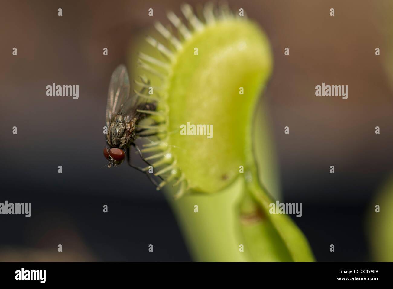 Fly caught in fly trap dolly zoom in macro insect world. Fly caught in a bug eating plant trying to get free. Stock Photo