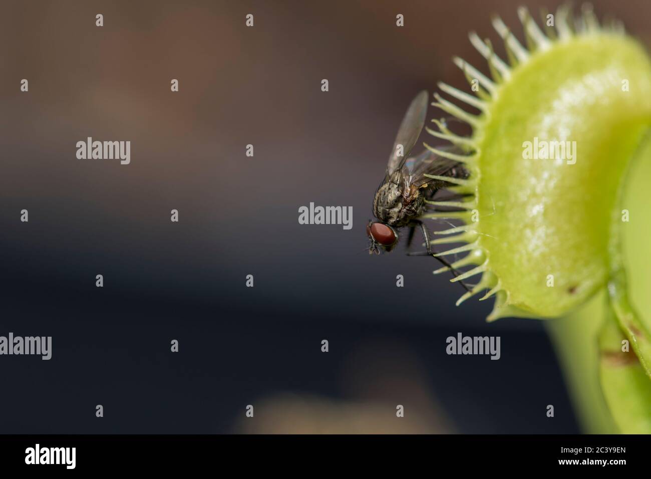 Fly escaping venus fly trap survival instinct. Venus fly trap close up