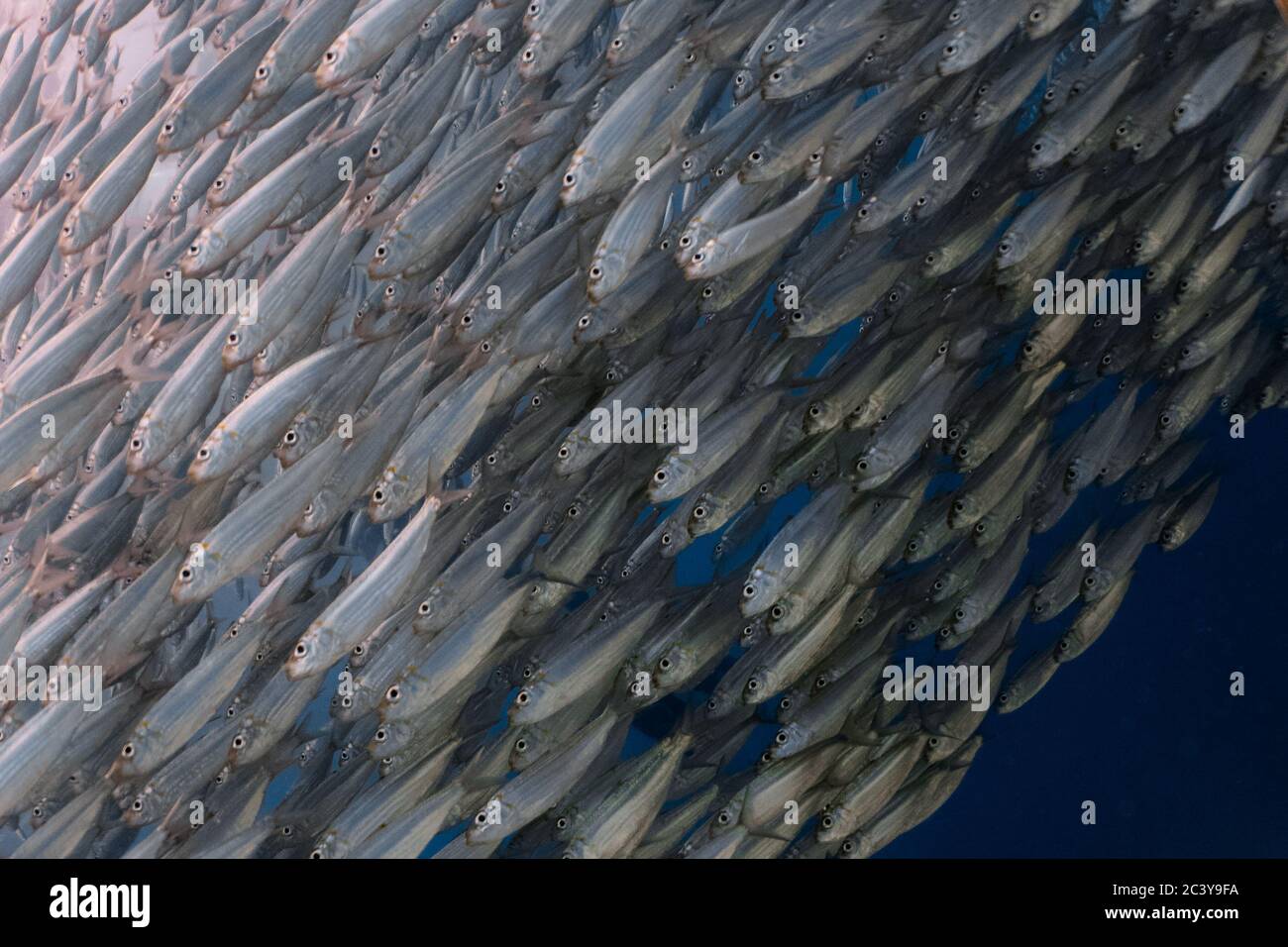 Massive school of sardines in a shallow reef. Sardine shoal in Moalboal is a famous tourist destination in the southern town of Cebu, Philippines Stock Photo