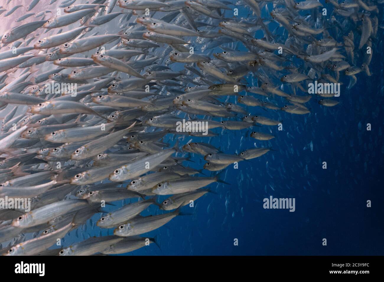 Massive school of sardines in a shallow reef. Sardine shoal in Moalboal is a famous tourist destination in the southern town of Cebu, Philippines Stock Photo