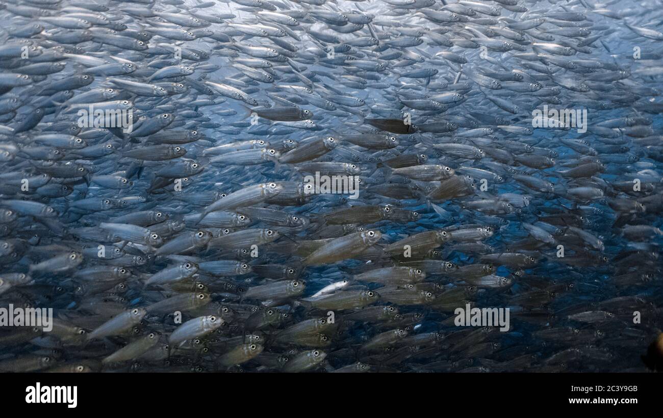 Massive school of sardines in a shallow reef. Sardine shoal in Moalboal is a famous tourist destination in the southern town of Cebu, Philippines Stock Photo