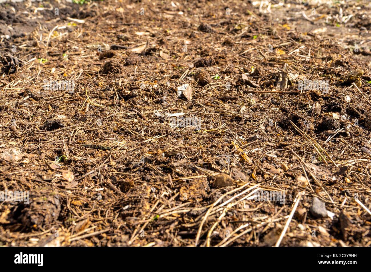 mulch of pine needles and cones Stock Photo Alamy