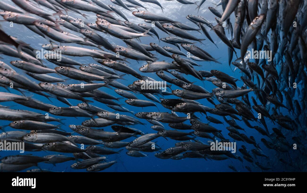 Massive school of sardines in a shallow reef. Sardine shoal in Moalboal