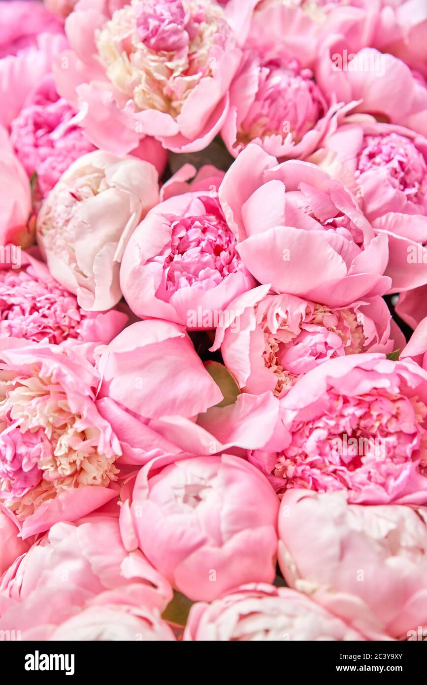 Download wallpaper 1350x2400 peonies flowers pink bloom plant iphone  876s6 for parallax hd background