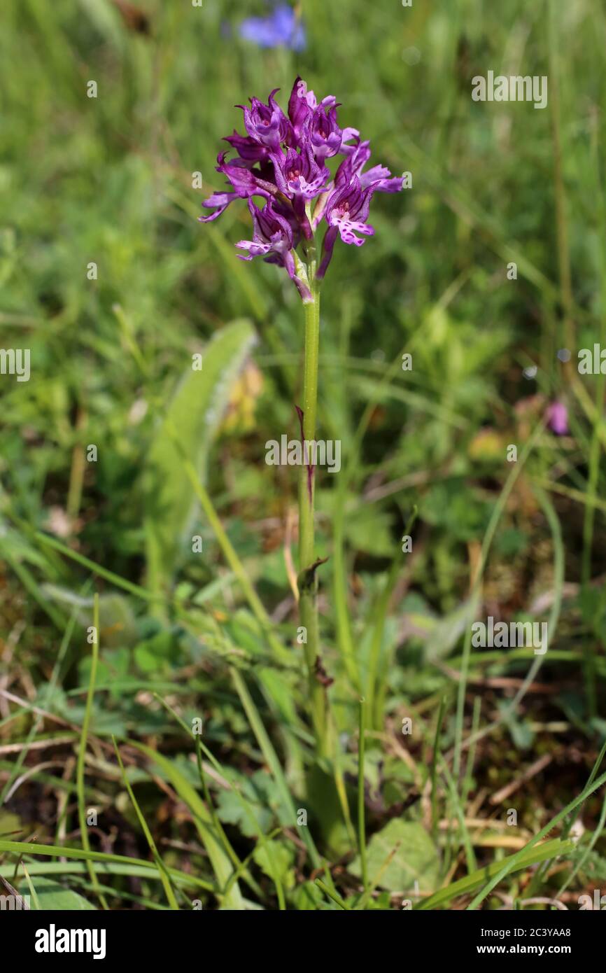 Neotinea dietrichiana - Hybrid between Neotinea tridentata and Neotinea ustulata. Wild plant shot in summer. Stock Photo