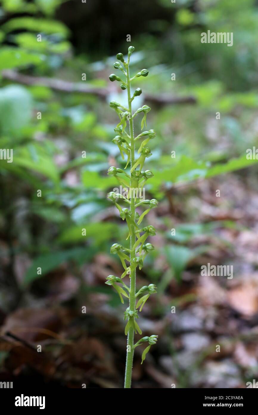 Neottia ovata - Wild plant shot in summer. Stock Photo