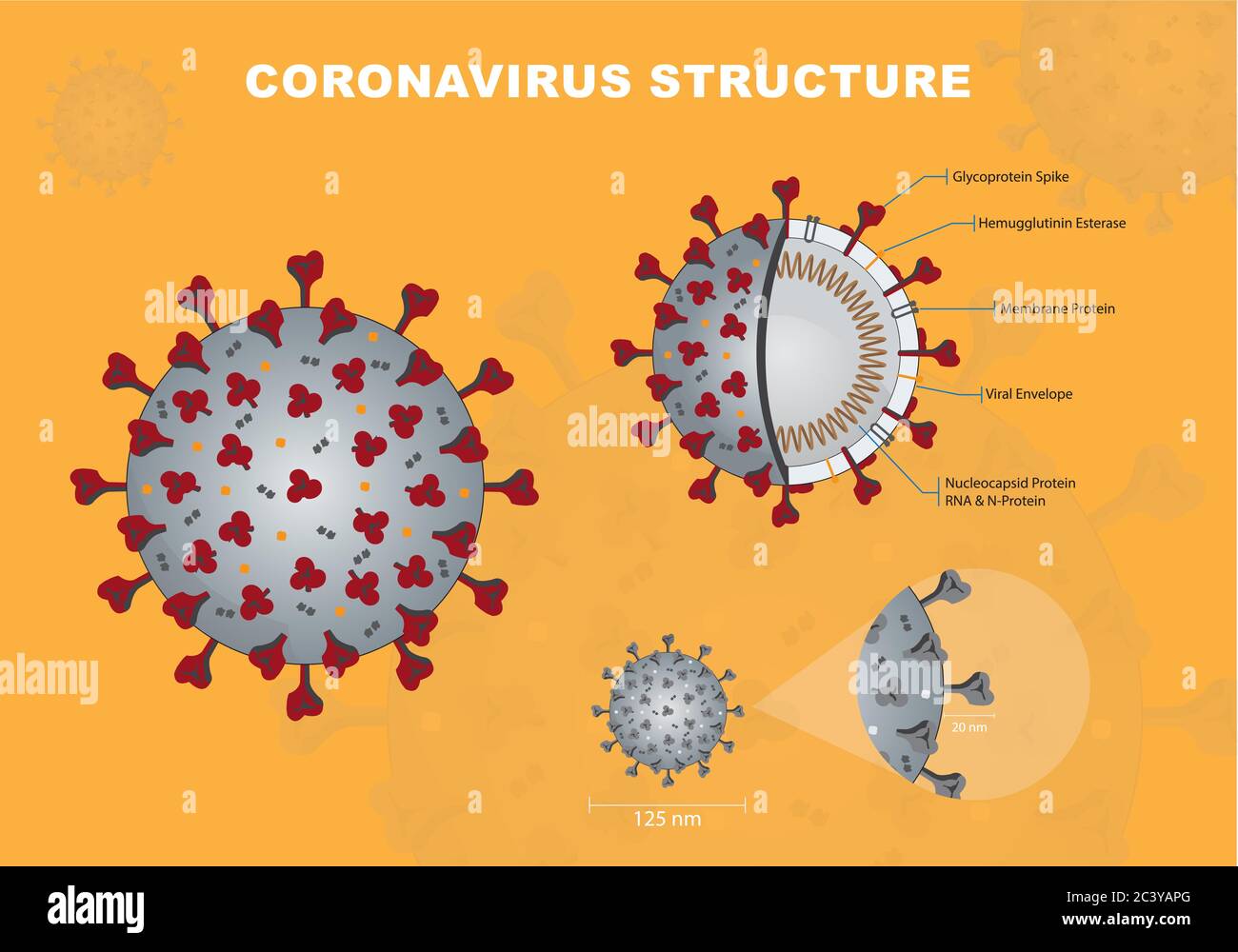 Coronavirus or Covid19 or Sar COV 2 cross section model. Coronavirus - Enveloped virus structure vector illustration graphic Stock Vector