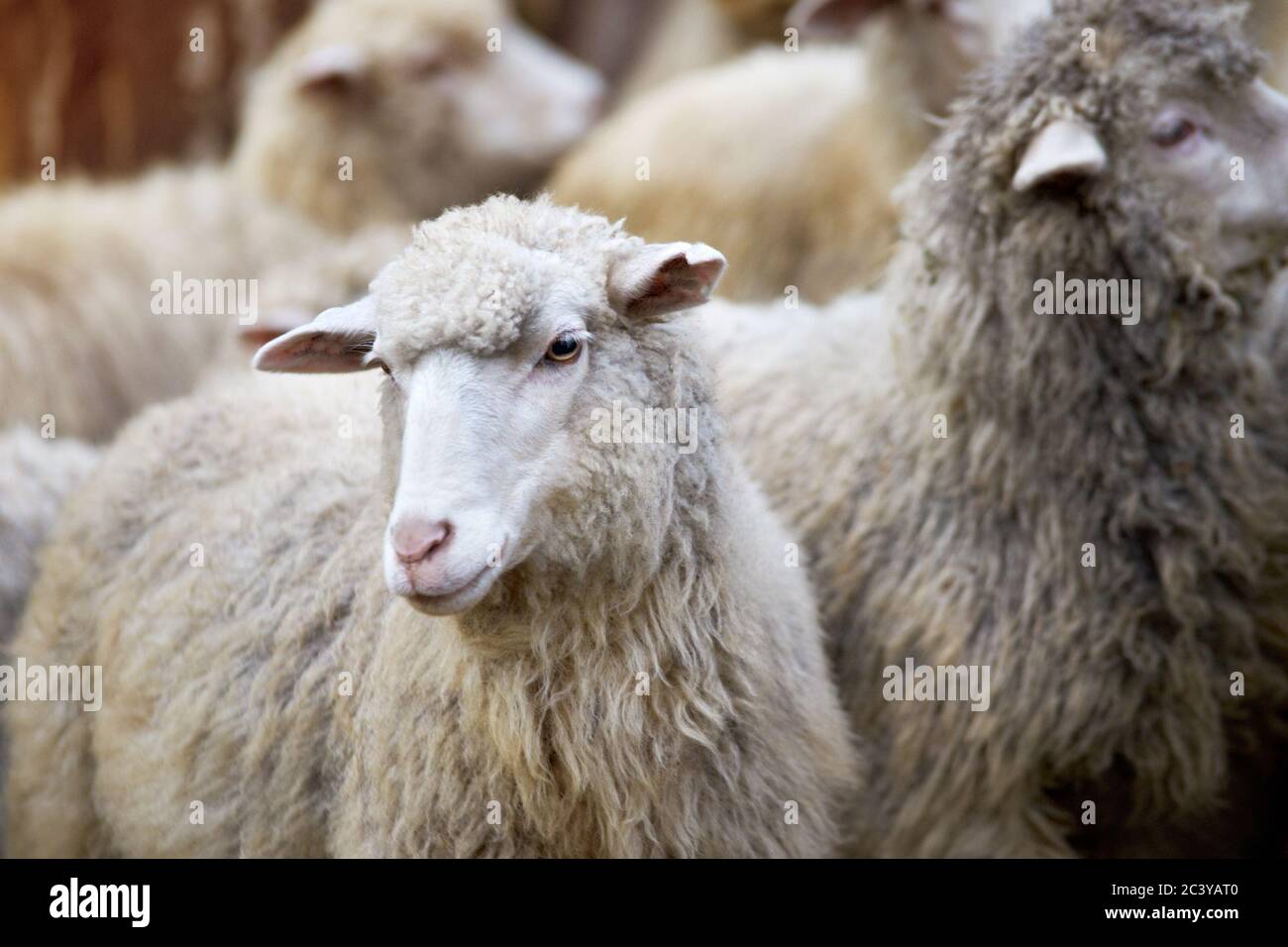 Sheep muzzle outdoors. Standing and staring breeding agriculture animal ...