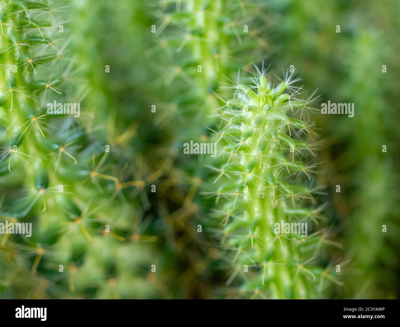 Green thorn cactus with long needle, macro shoot Stock Photo - Alamy