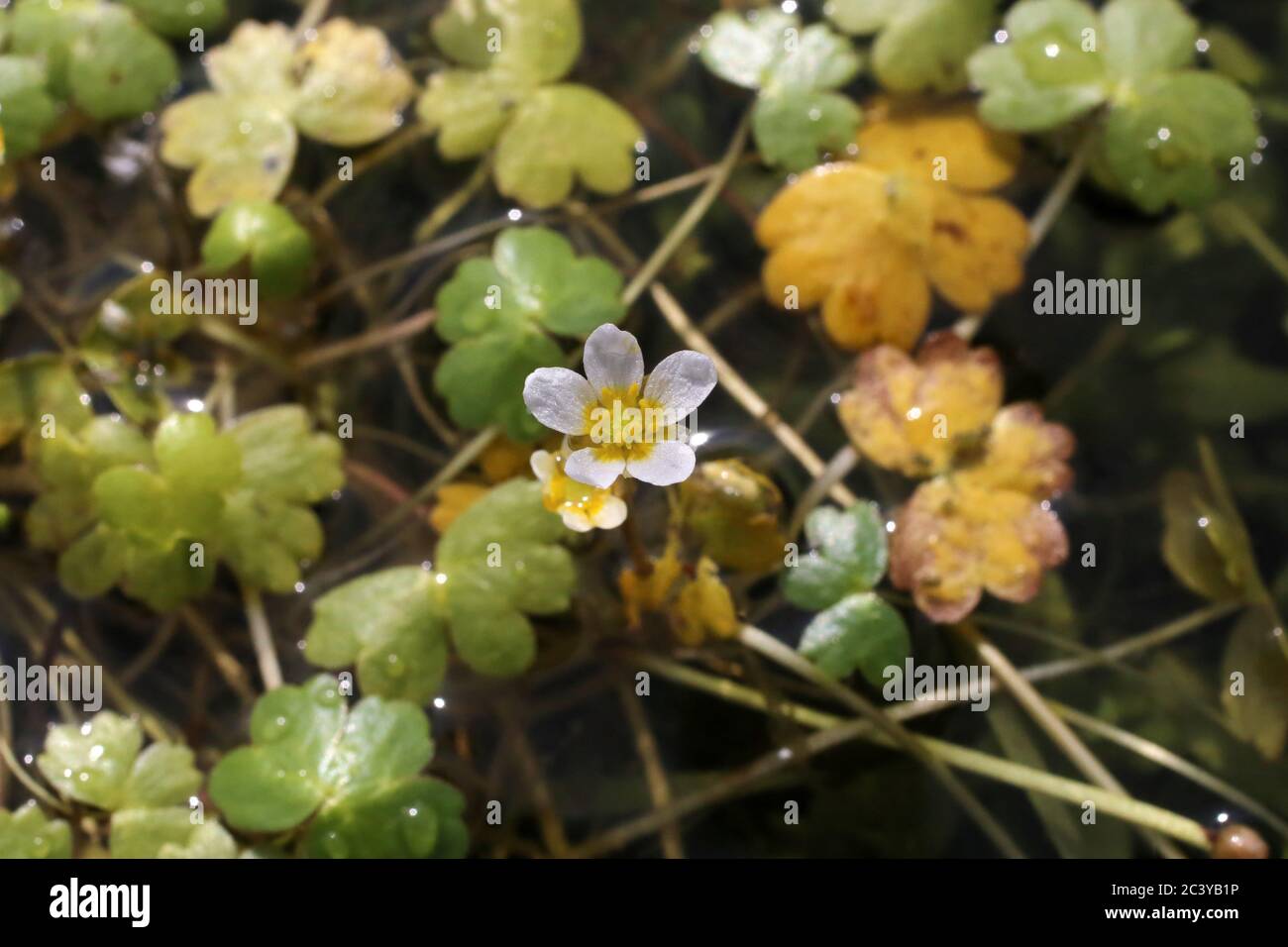 Ranunculus penicillatus - Wild plant shot in summer. Stock Photo