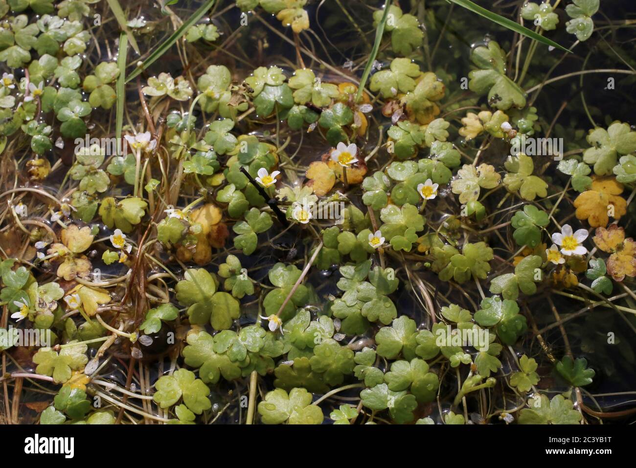 Ranunculus penicillatus - Wild plant shot in summer. Stock Photo