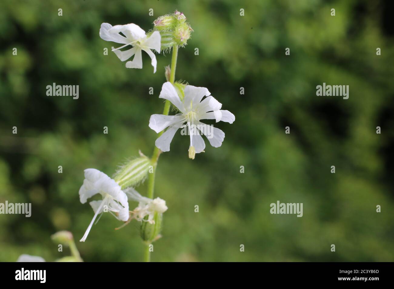 Silene dichotoma - Wild plant shot in summer. Stock Photo