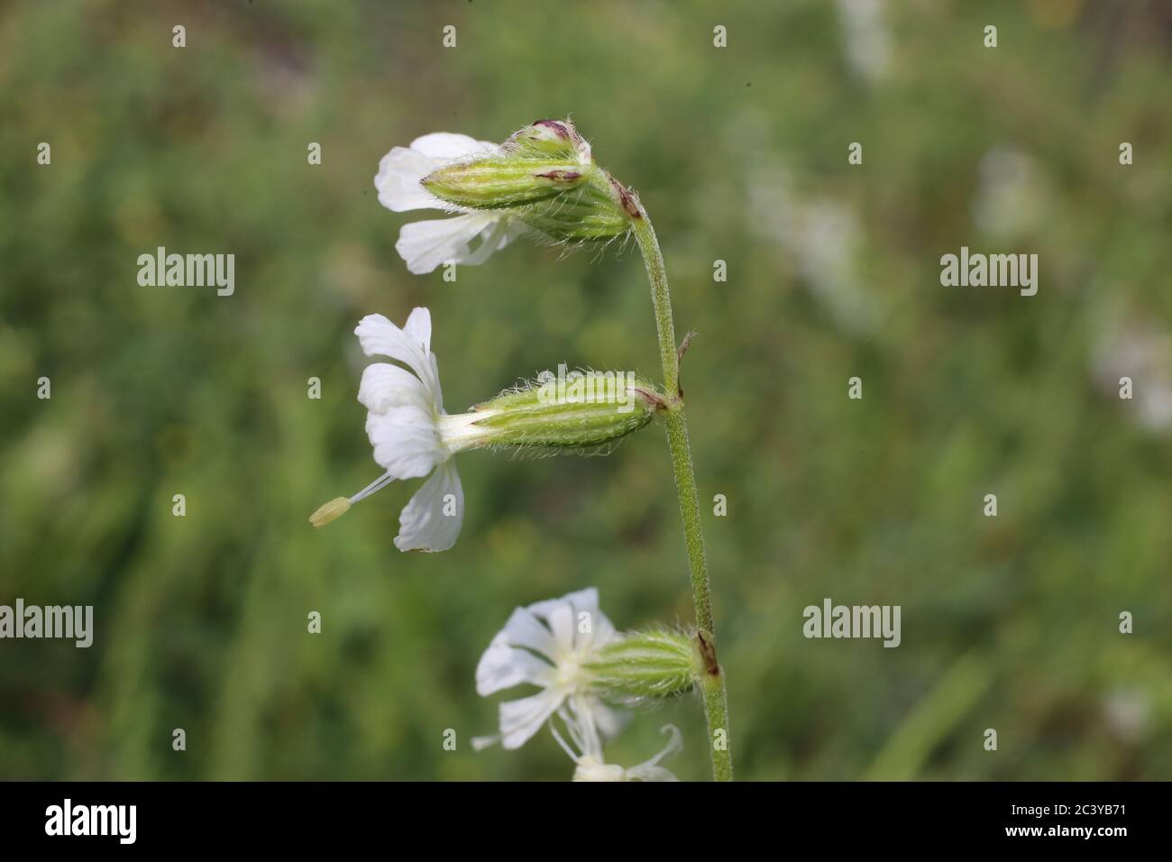 Silene dichotoma - Wild plant shot in summer. Stock Photo