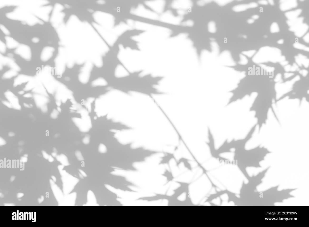 Overlay effect for photo. Gray shadow of the maple tree leaves on a white wall. Abstract neutral nature concept blurred background. Space for text. Stock Photo