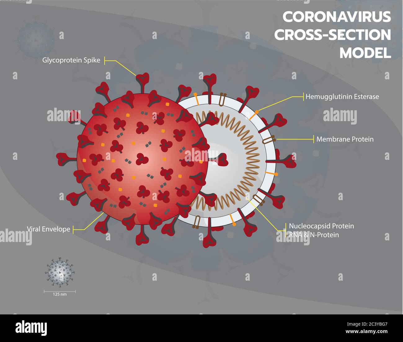 Coronavirus or Covid19 or Sar COV 2 cross section model. Coronavirus - Enveloped virus structure vector illustration graphic Stock Vector