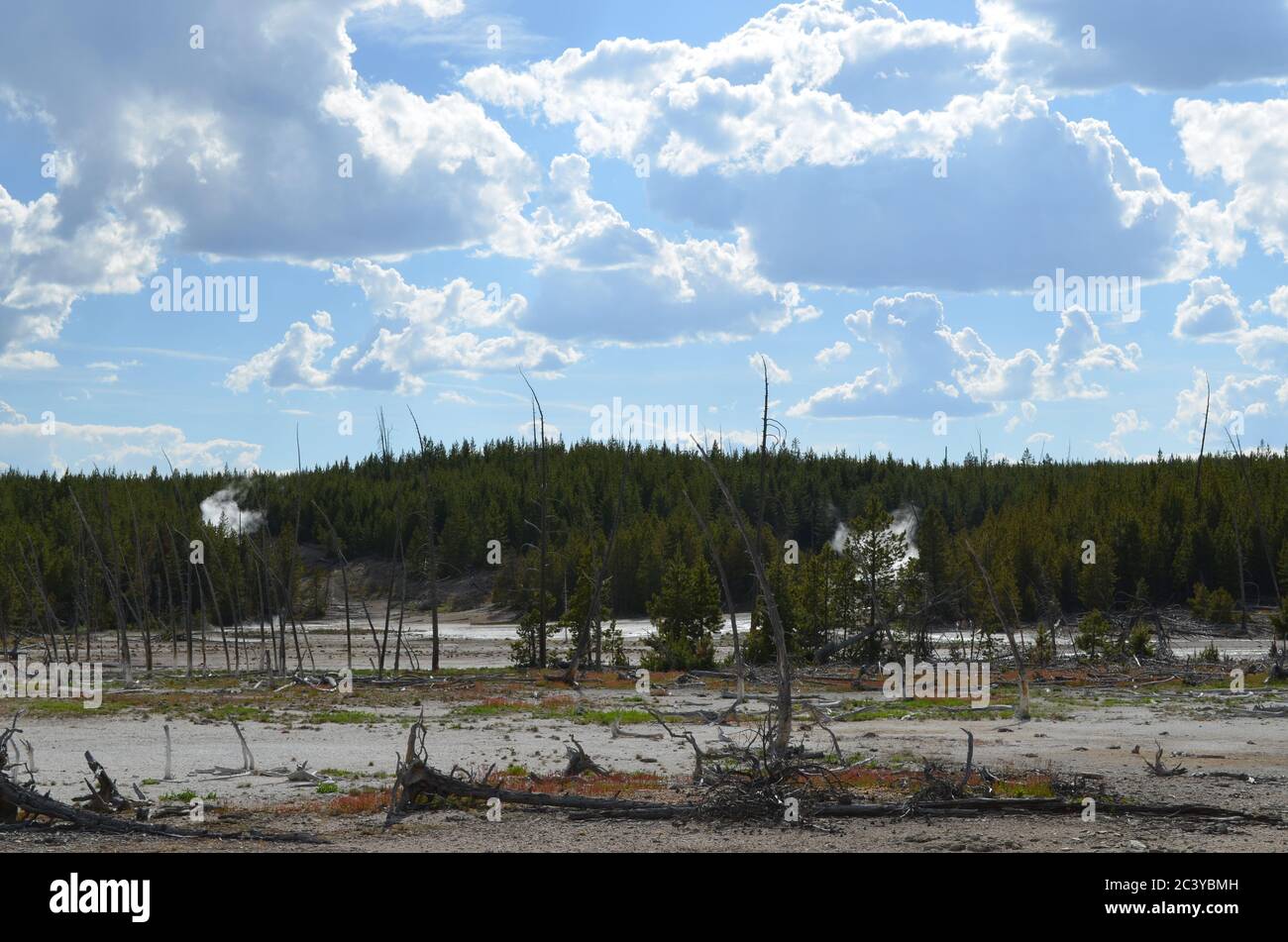 Yellowstone Spring Steam Late Spring in Yellowstone National Park: Steam Plumes from Psychedelic ...