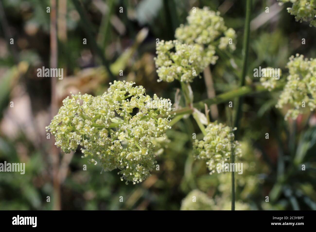 Trinia ramosissima - Wild plant shot in summer. Stock Photo