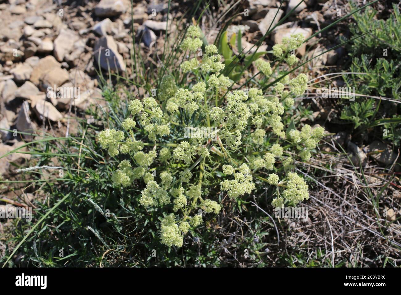 Trinia ramosissima - Wild plant shot in summer. Stock Photo