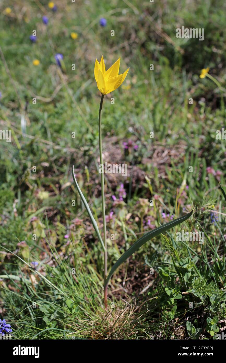 Tulipa australis, Wild Tulip. Wild plant shot in summer. Stock Photo
