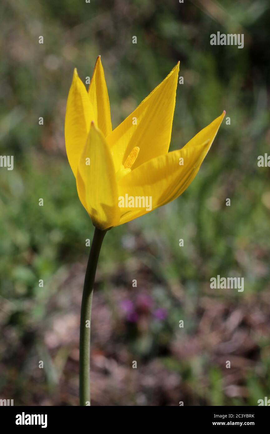 Tulipa australis, Wild Tulip. Wild plant shot in summer. Stock Photo