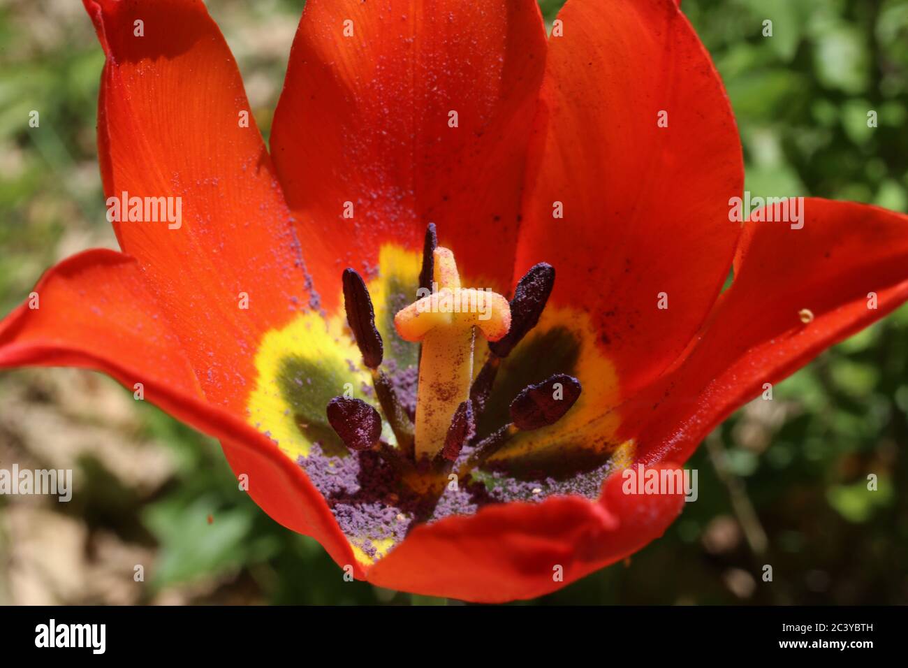 Tulipa splendens - Wild plant shot in summer. Stock Photo