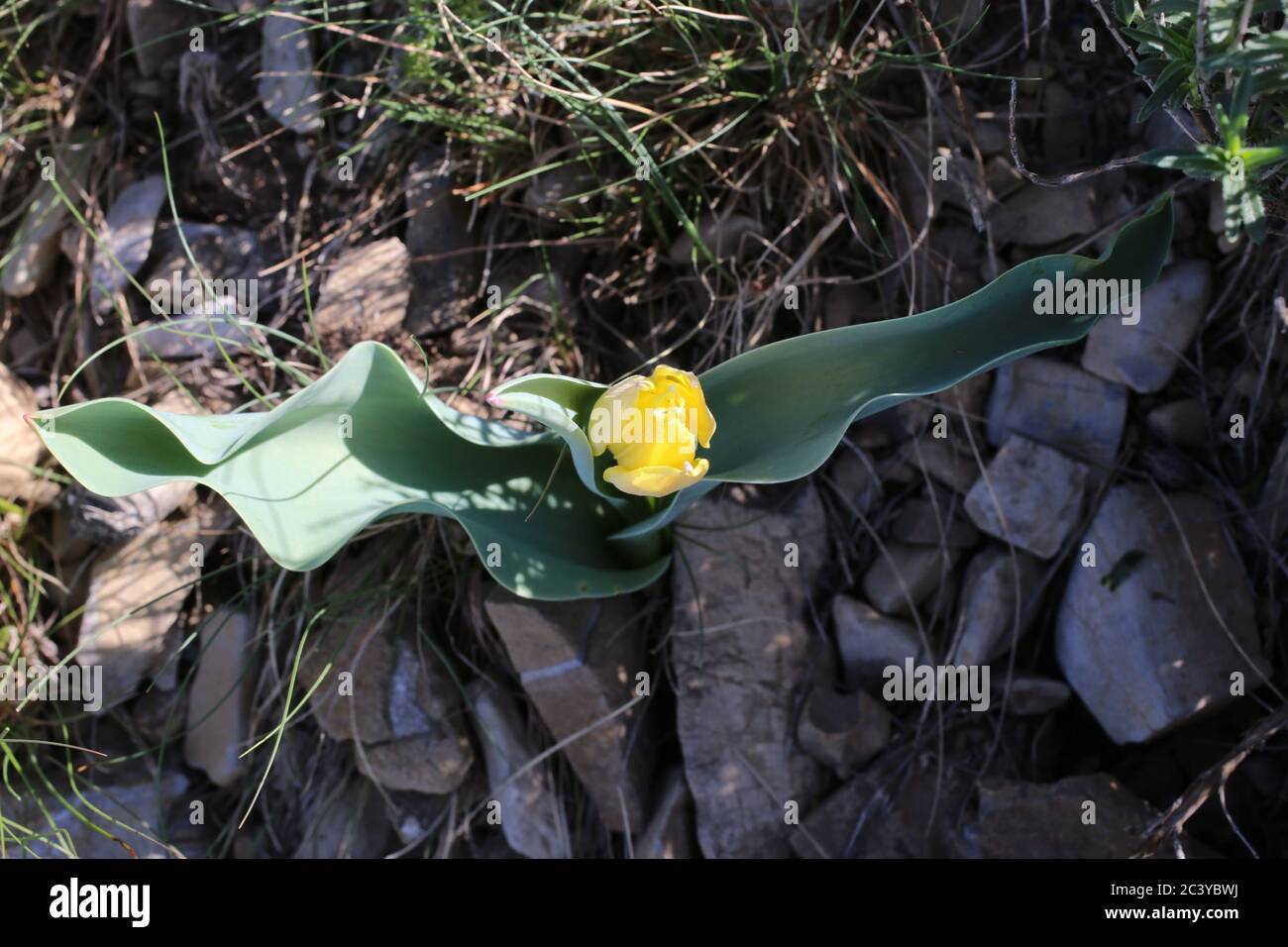 Tulipa urumoffii - Wild plant shot in summer. Stock Photo