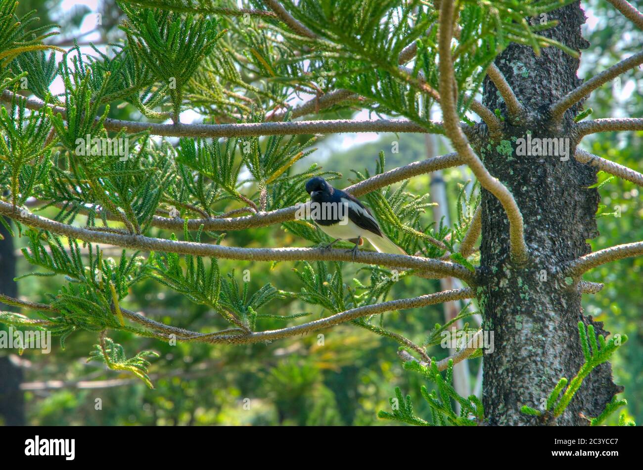 A Black and White Bird on a Tree Branch (in high dynamic range) Stock Photo