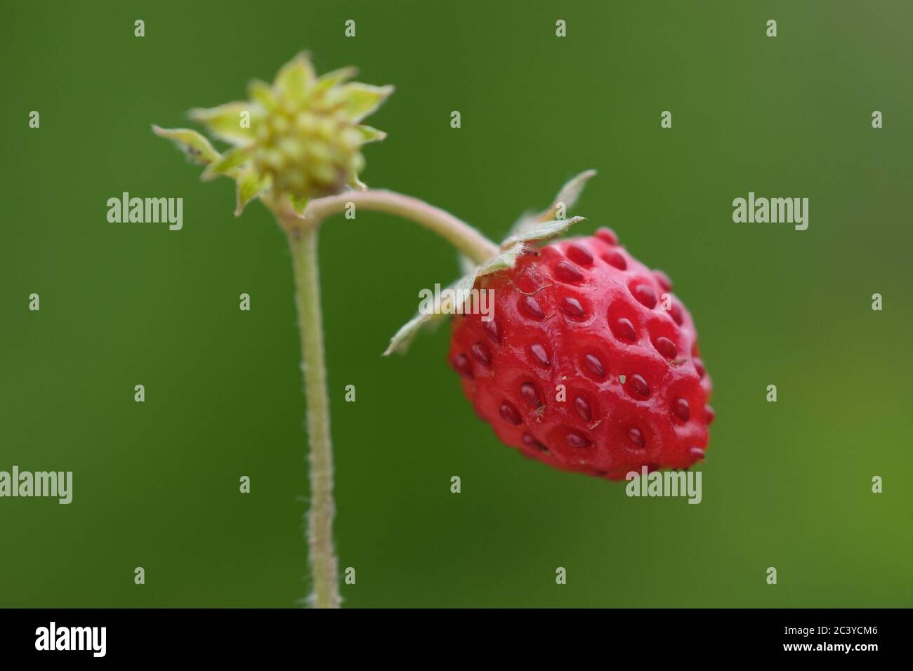 Wildberry hi-res stock photography and images - Alamy