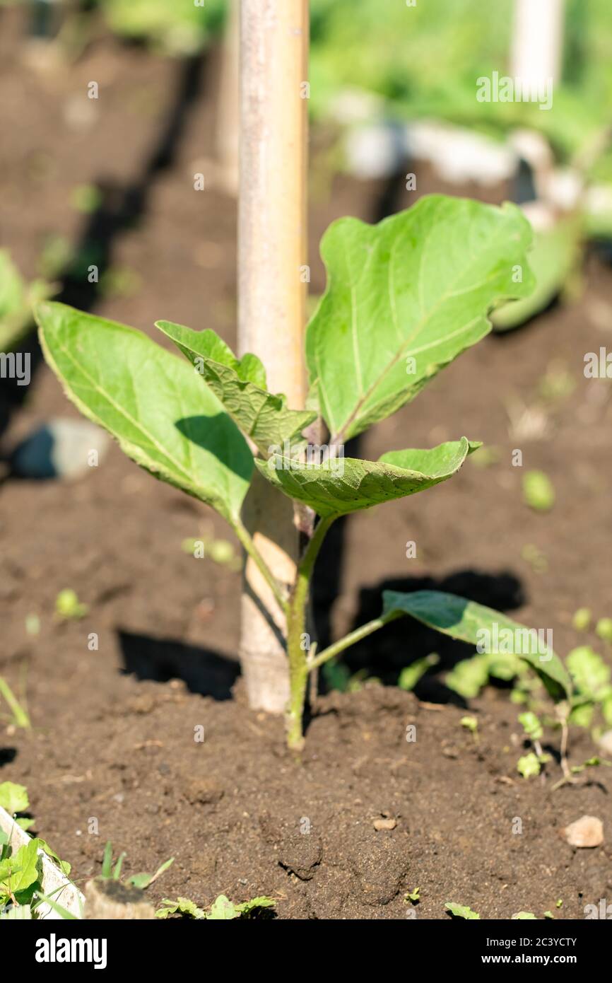 Eggplant seedling is growing on the farm Stock Photo Alamy