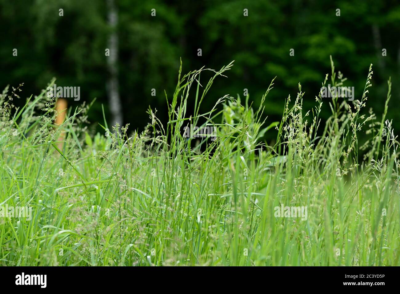 Green grass in a summer meadow closeup. Natural background Stock Photo ...