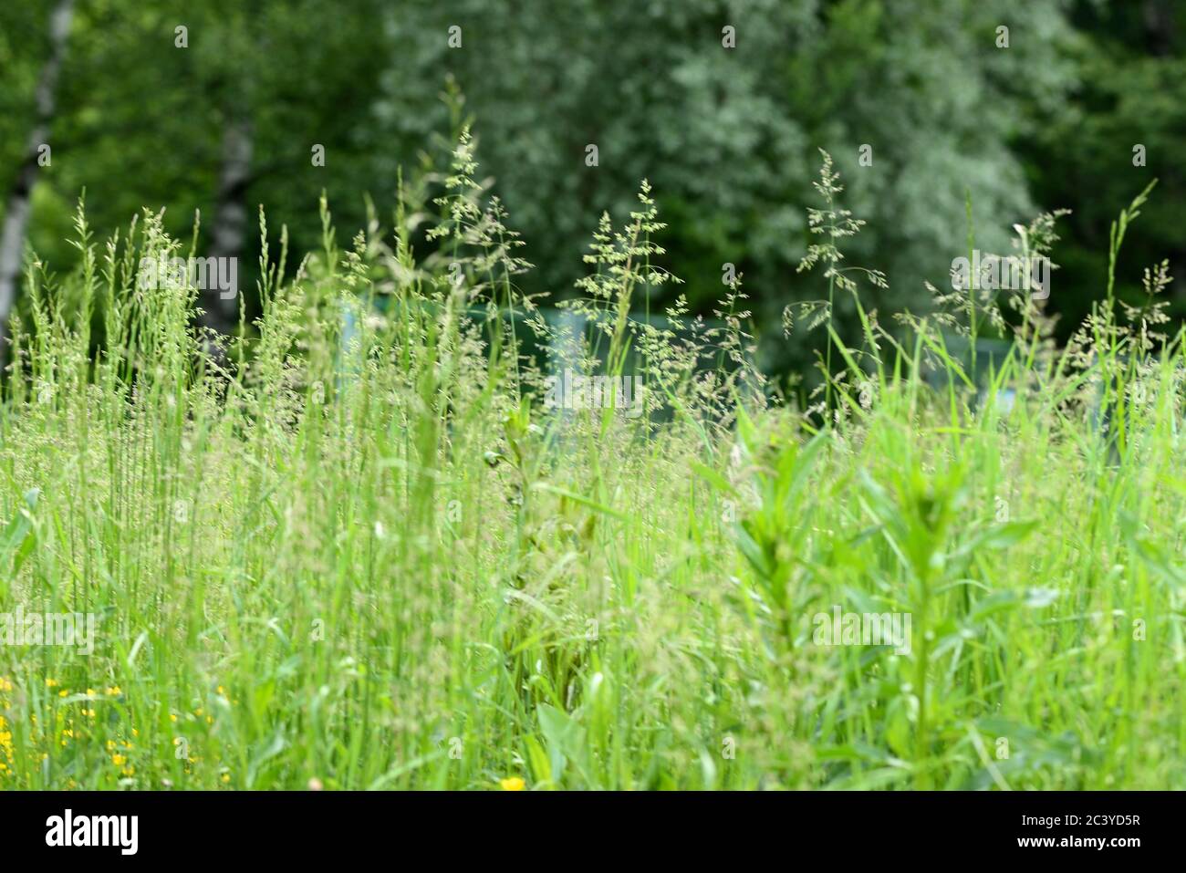 Green grass in a summer meadow closeup. Natural background Stock Photo ...