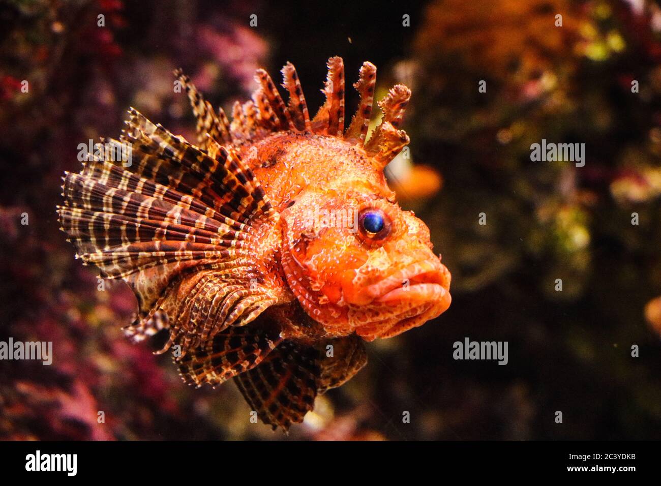 Aquatic animals hi-res stock photography and images - Alamy Aquatic animals hi-res stock photography and images - Alamy