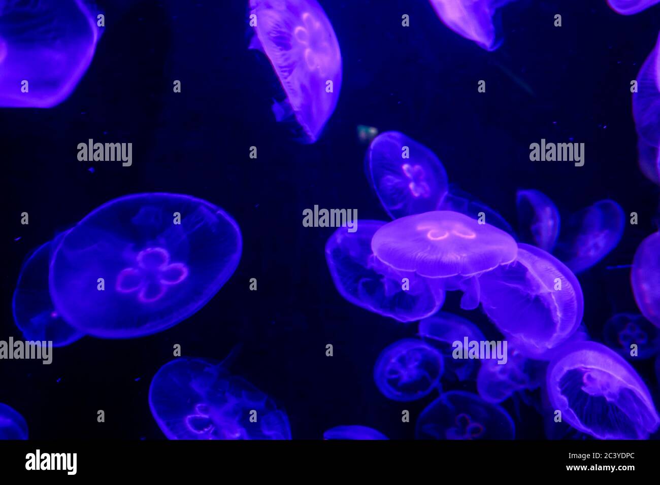 Dancing jellies hi-res stock photography and images - Alamy