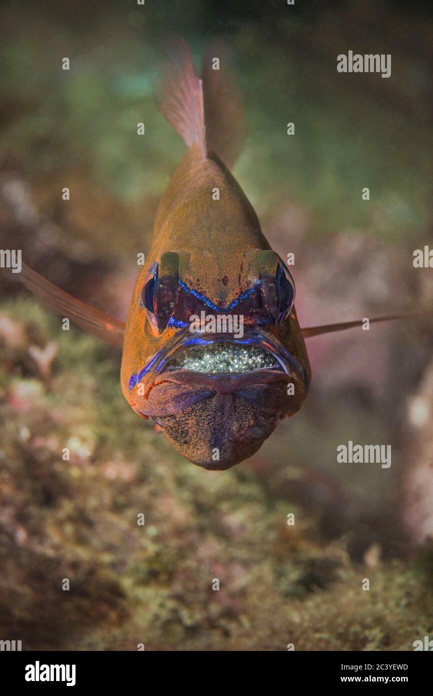 Fish With Eggs In Mouth