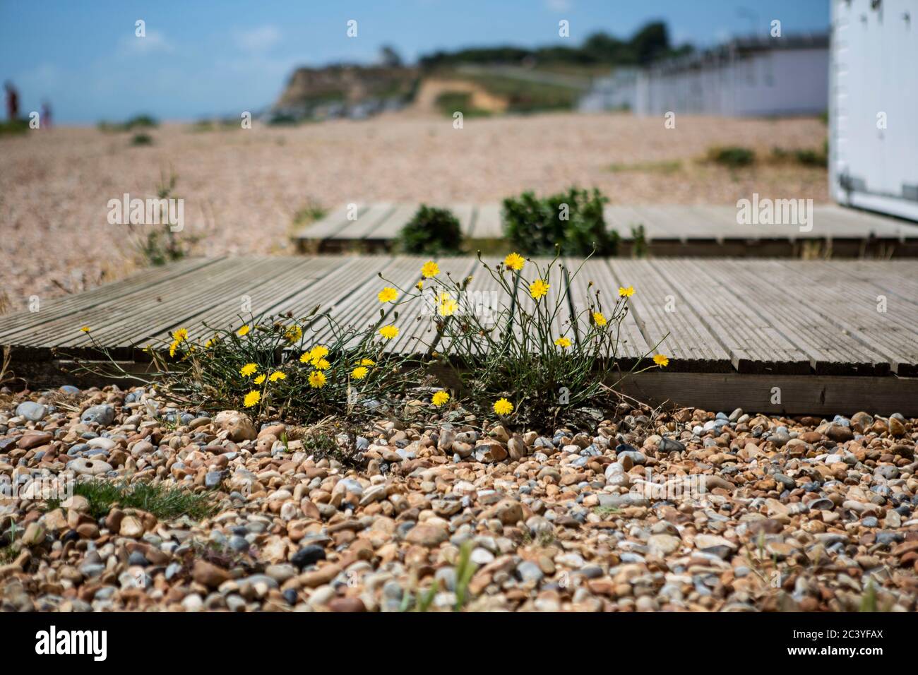 Yellow wild flowers on the beach Stock Photo