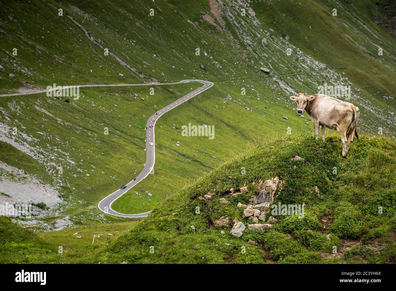 Brown mountain cows grazing on an alpine pasture in the Bernese Alps in ...