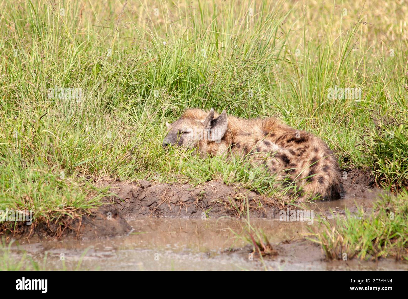 Adult spotted hyena, Crocuta crocuta (Hyaenidae), sleeping in the grass in Masai Mara National Reserve. Kenya. Africa. Stock Photo