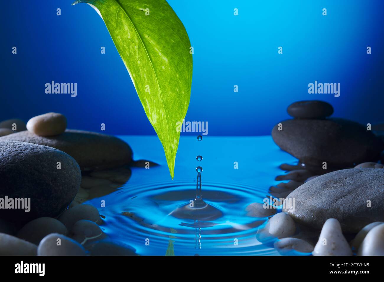 Perfect water drop falling from a leaf into a pond with ripples Blue tones to reflect puddle in night time surrounded by pebbles. Peaceful tranquility Stock Photo